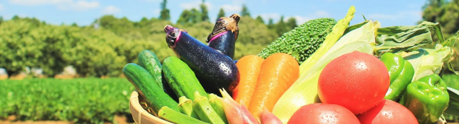 屋外に置かれた採れたての新鮮野菜